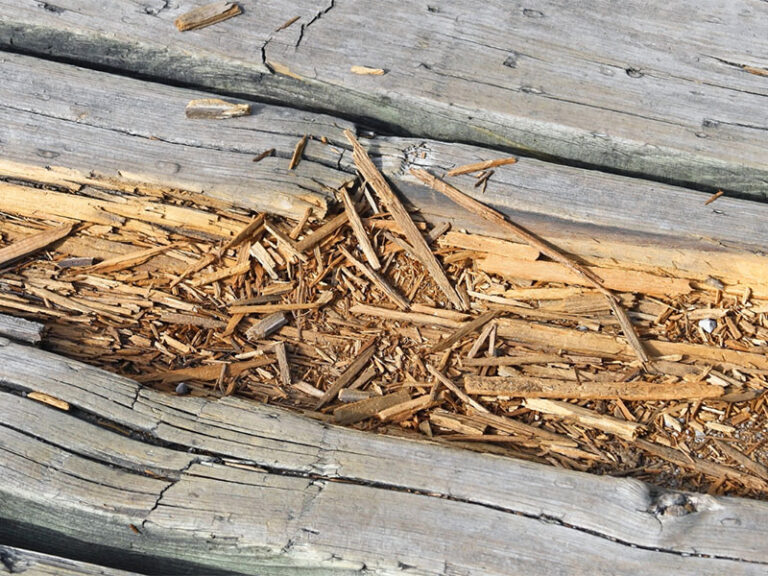 A top-down view of wooden decking with freshly exposed areas eaten away by wood-eating insects. The outer surface of the wood is weathered and discolored, contrasting with the freshly uncovered interior.